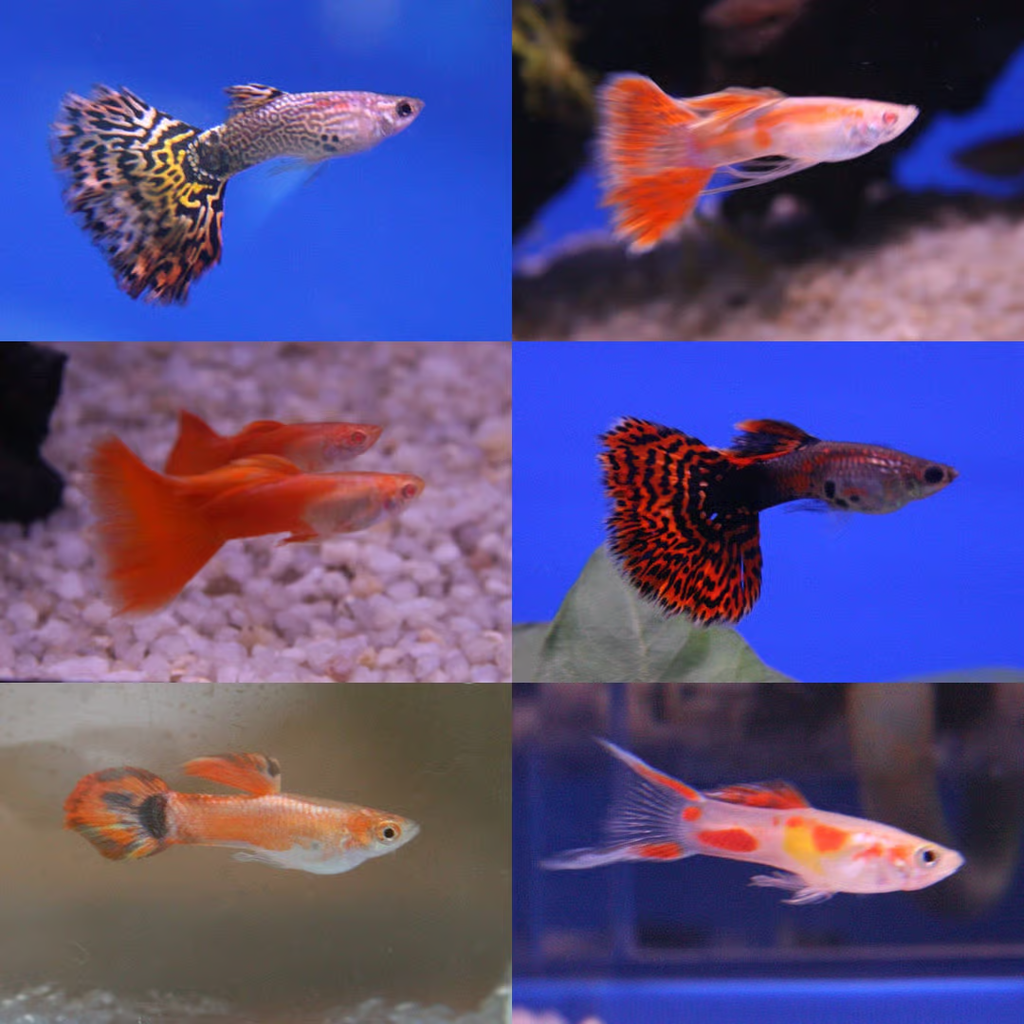 Guppy Fish: Types, Colors, and Prices Explained