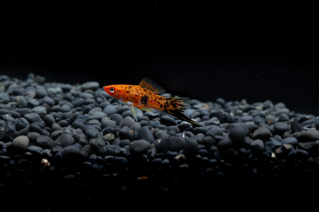 Koi Slayer: Varieties, Appearance, and Price